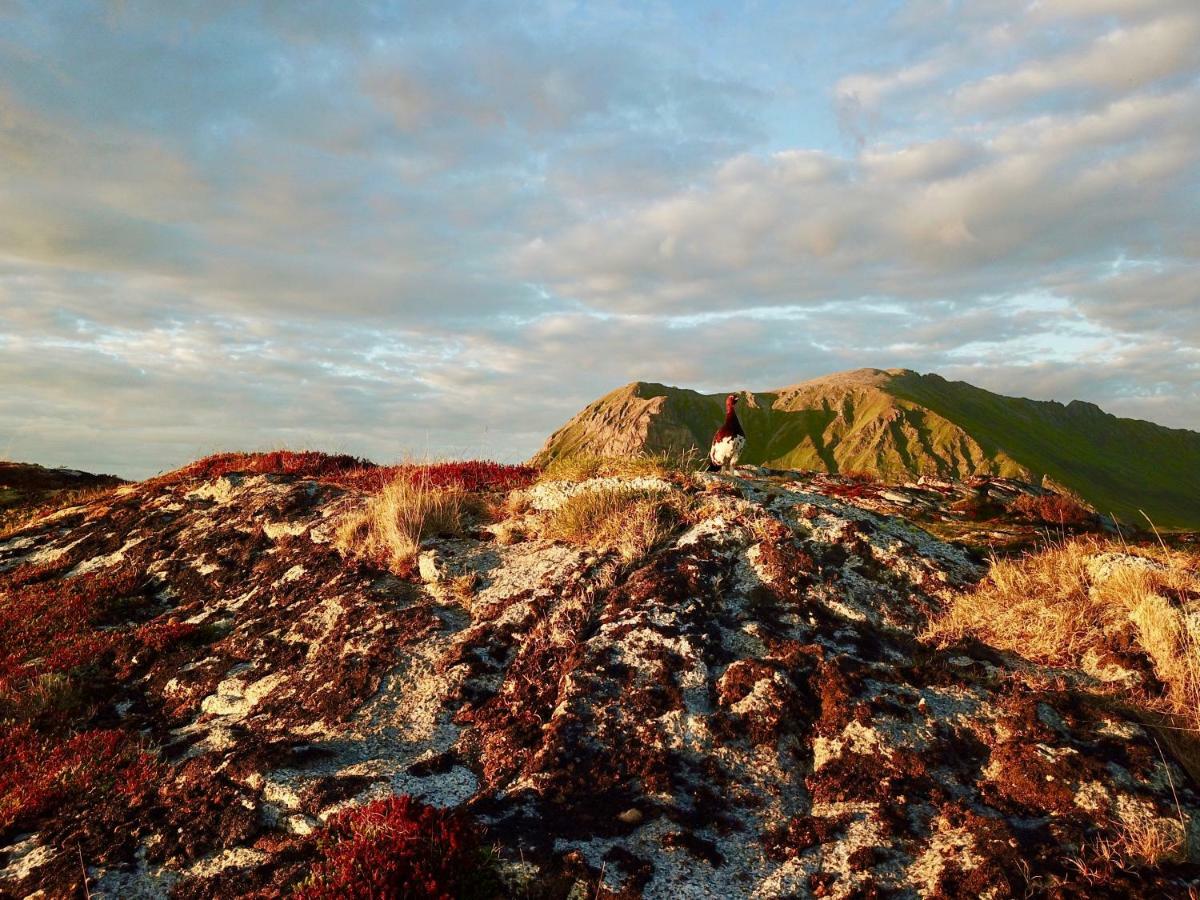 Midnight Sun View Lofoten Leknes Bagian luar foto